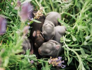 Baby bunnies in a flower bed.
