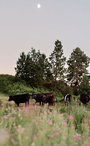 Cows in a pasture at dusk.
