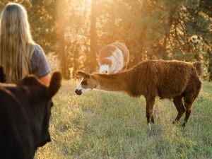 Golden hour photo of. a woman with her cow and two llamas.