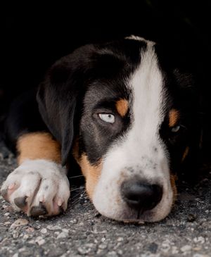 Puppy with blue eyes.