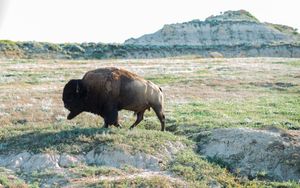 Bison on the plains.