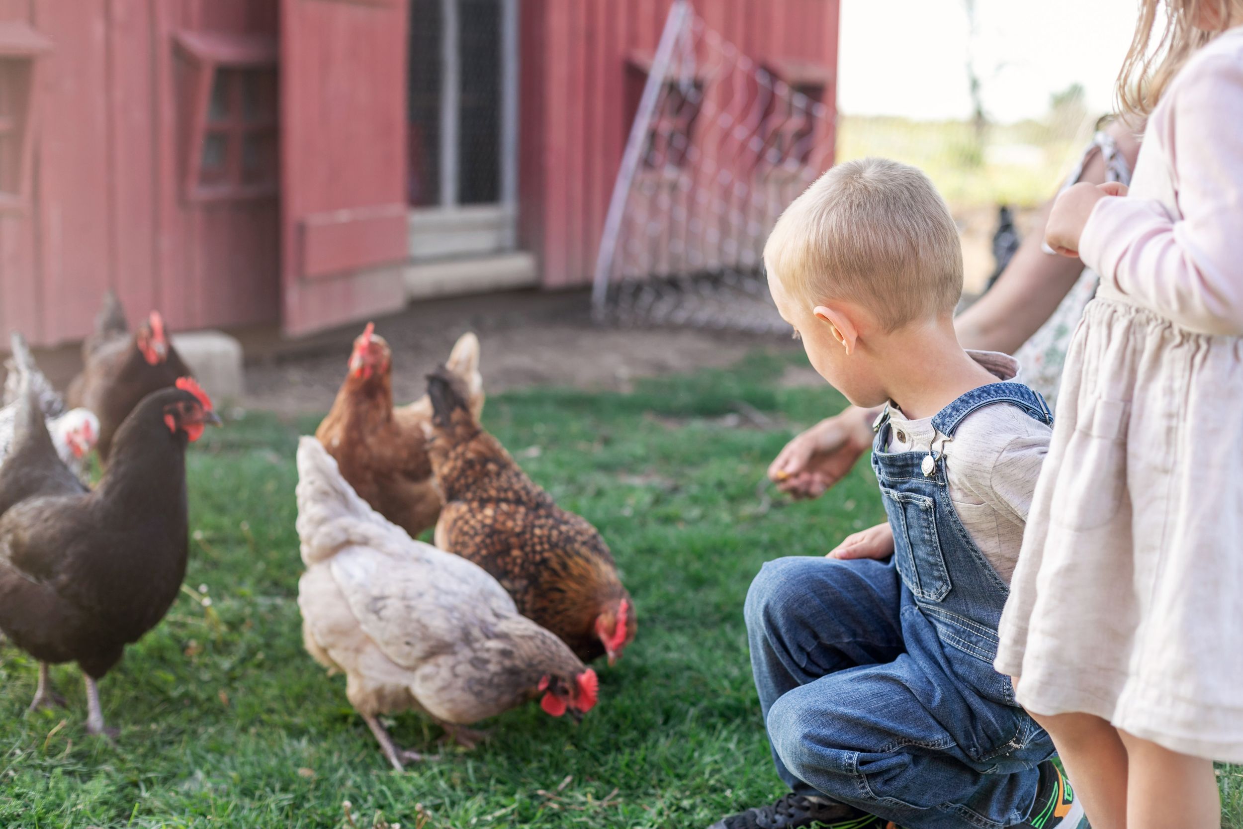 Children feeding chickens.