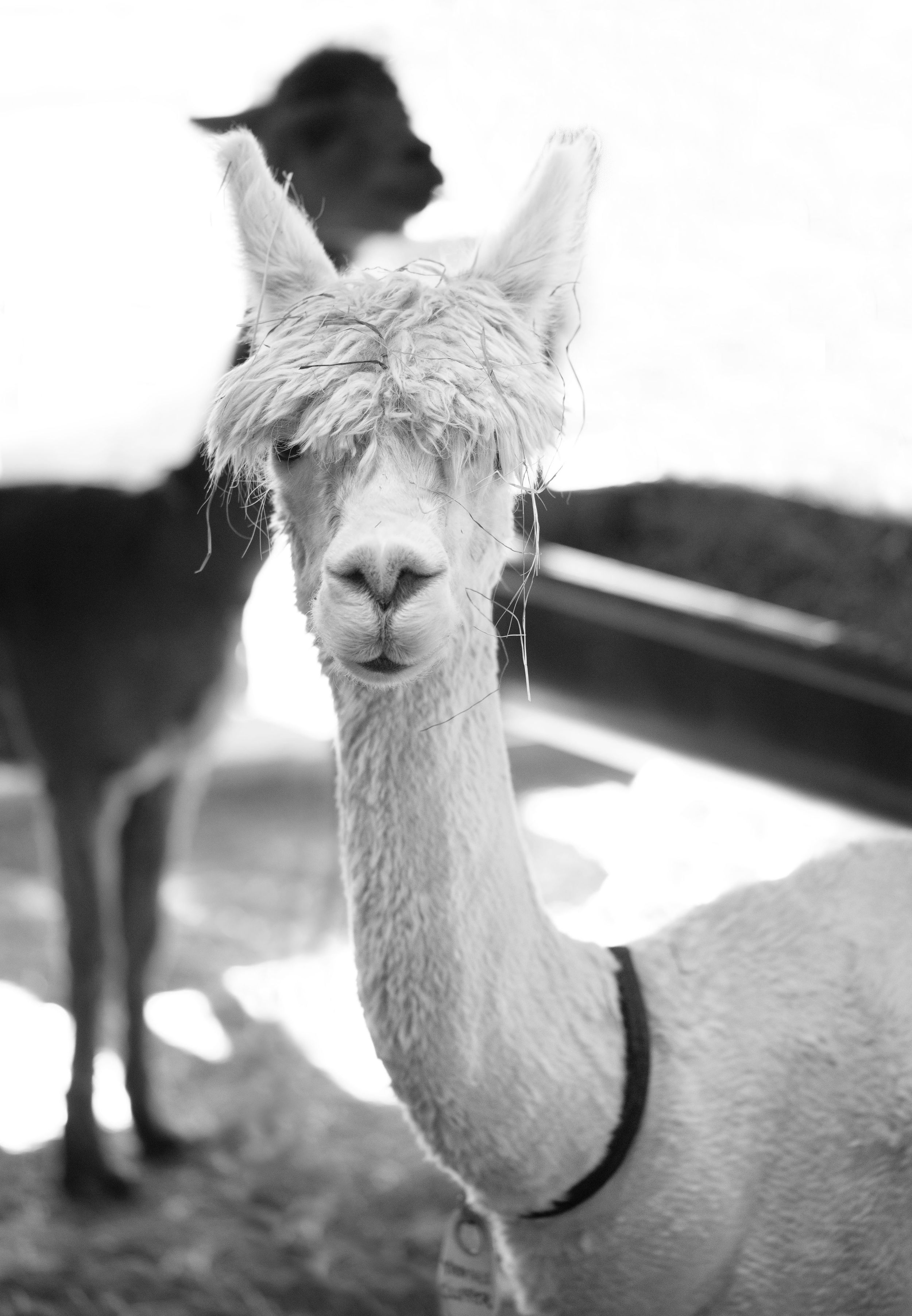 Black and white photo of two alpacas.