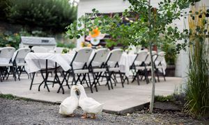 2 geese at a garden party.