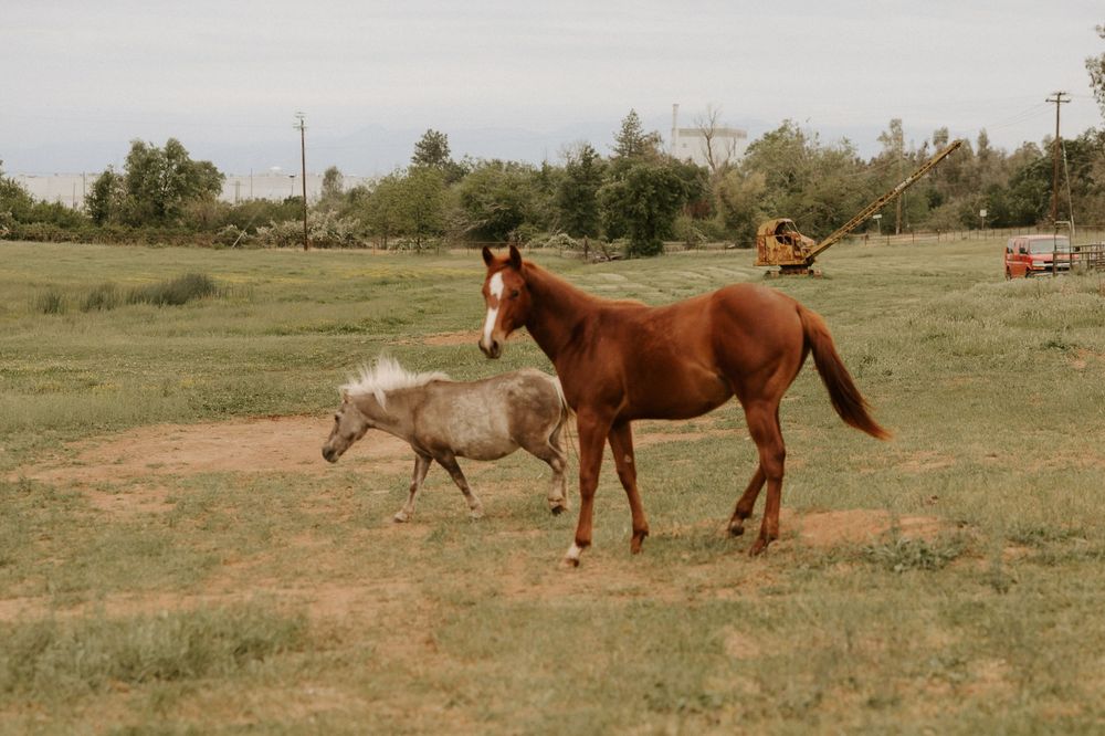 A series of action shots showing a horse rolling and playing in a grassy field on a sunny day.