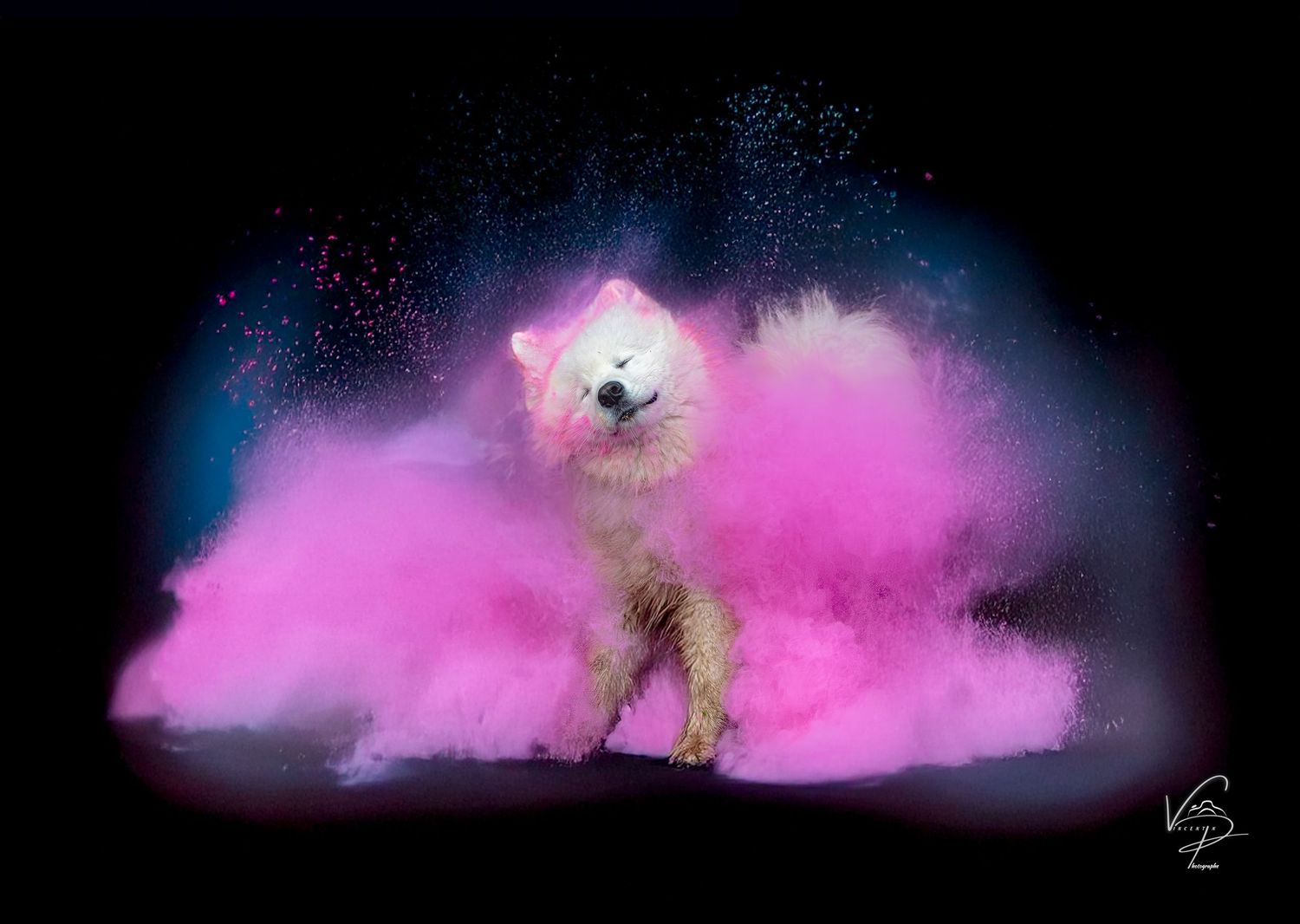 Une serie de shooting colorée avec un beau samoyède sur les abord de lillebonne