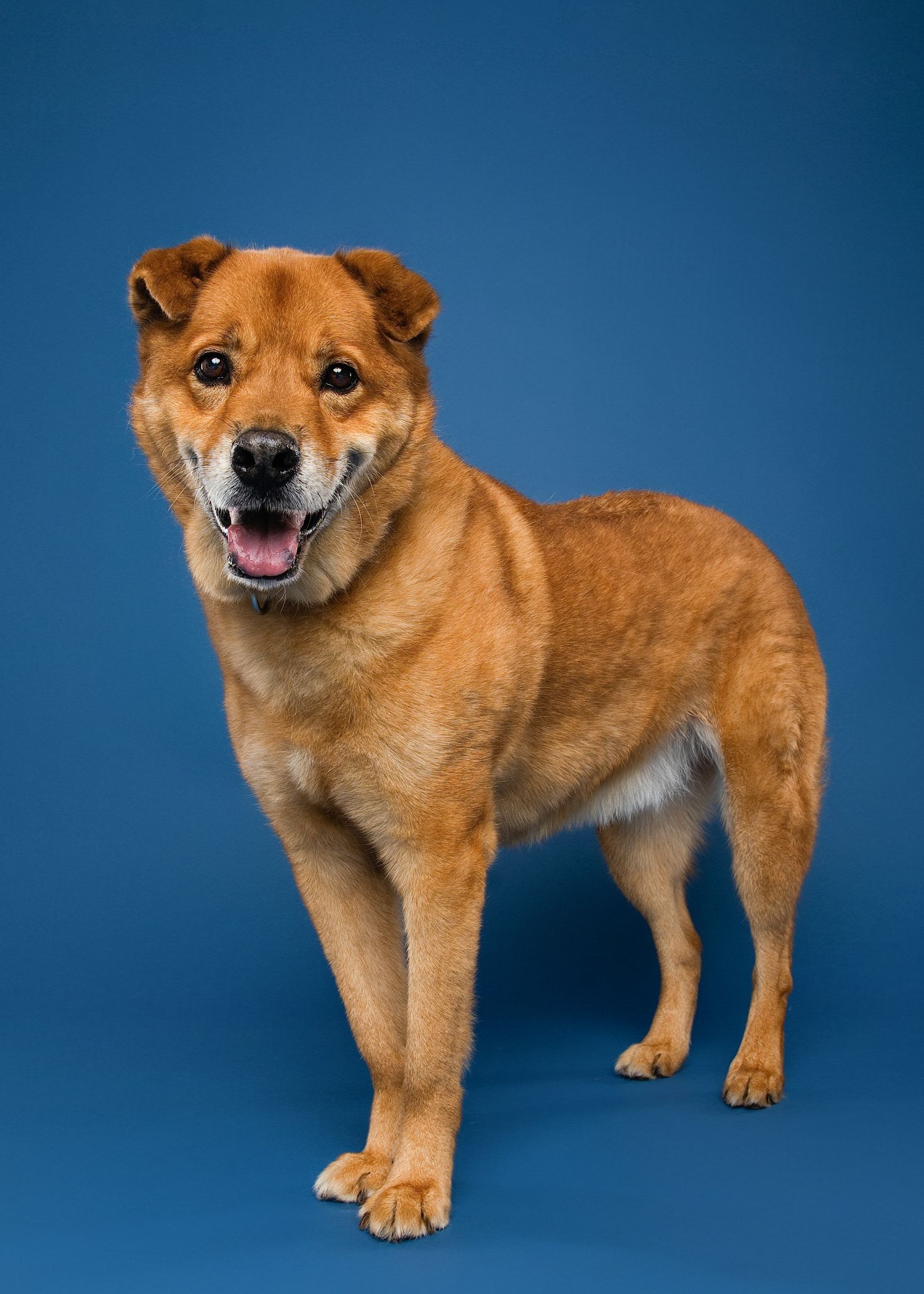 Adorable Shiba Inu dog with reddish-brown fur stands against blue background in various playful poses.