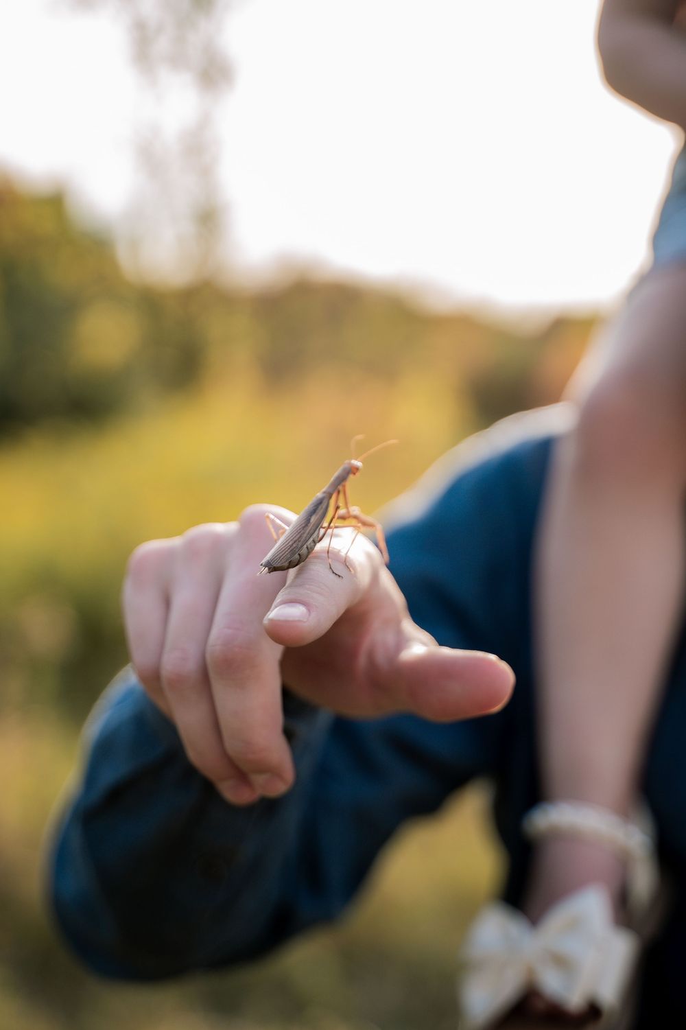 A close-up sequence of hands releasing a small butterfly into nature during a sunny day outdoors.
