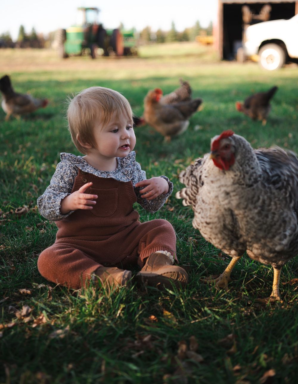 A small child in a brown outfit sits in the grass playing with chickens on a farm.