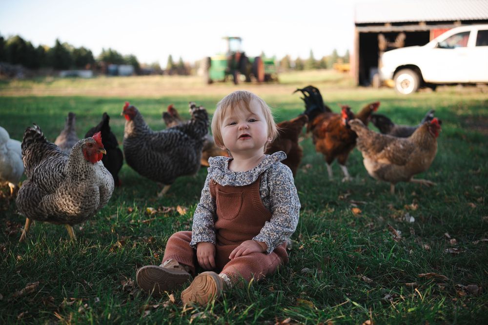 A child interacts with chickens while sitting on grassy ground during golden hour.