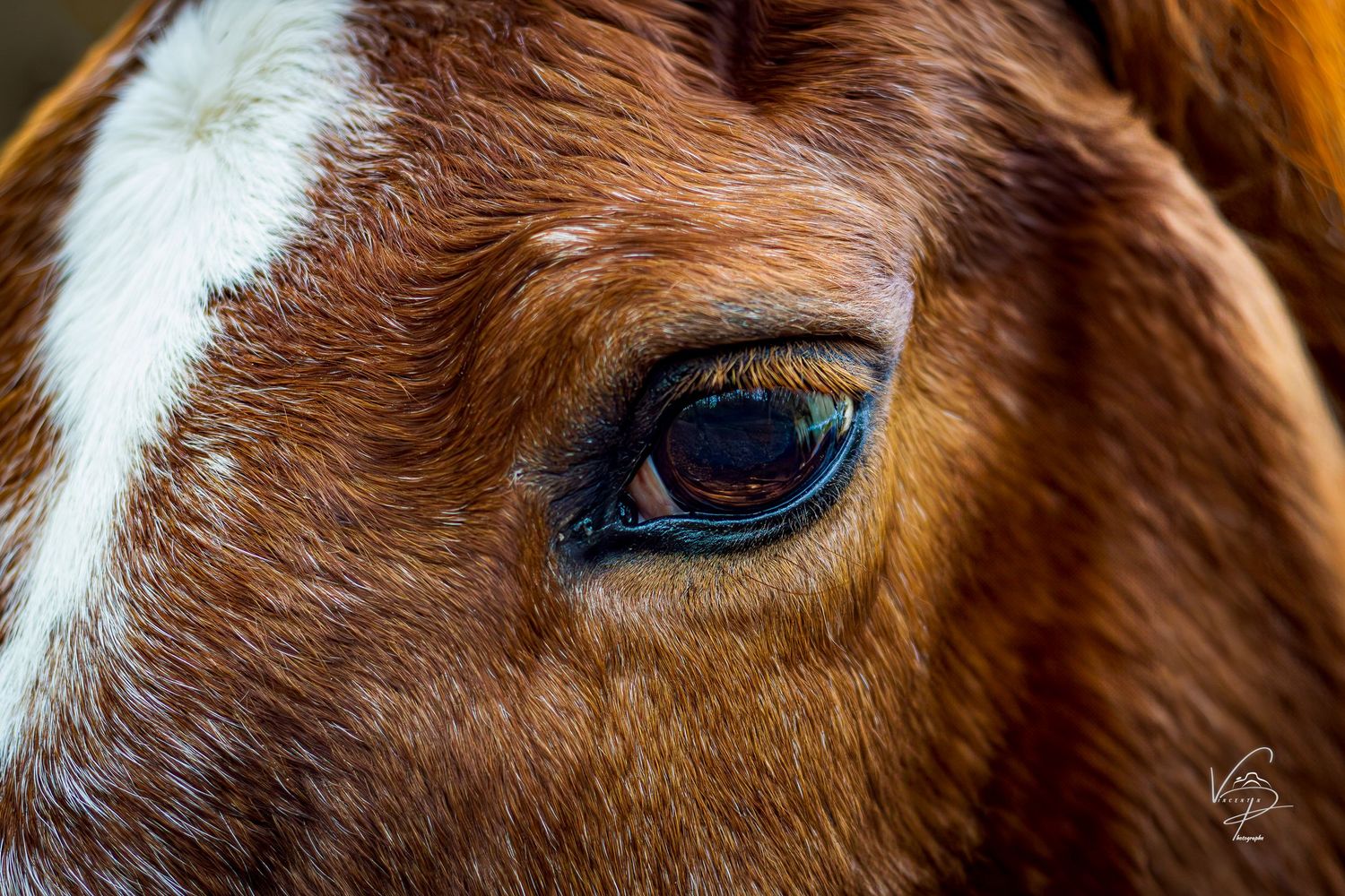 Extreme close-up of a horse's brown eye and facial features.