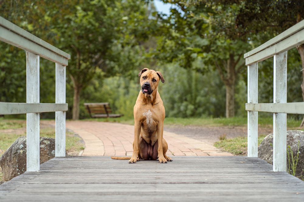 Brown dog sitting on a white wooden bridge surrounded by green foliage in a peaceful outdoor setting during a canine family photoshoot