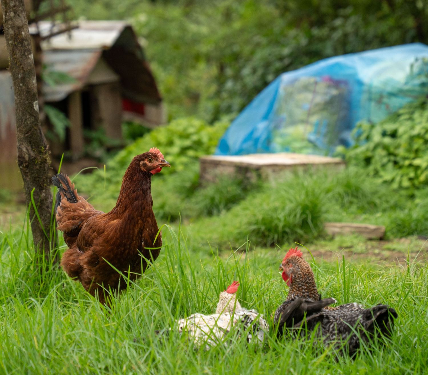 Brown chickens foraging in lush green grass near a rural building.