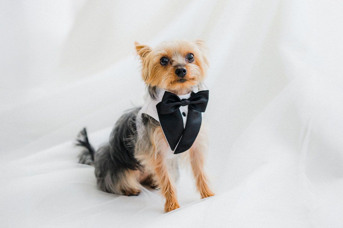 Yorkshire Terrier in a cute tuxedo sits adorably on the bride’s wedding dress, capturing a sweet Edmonton wedding moment.