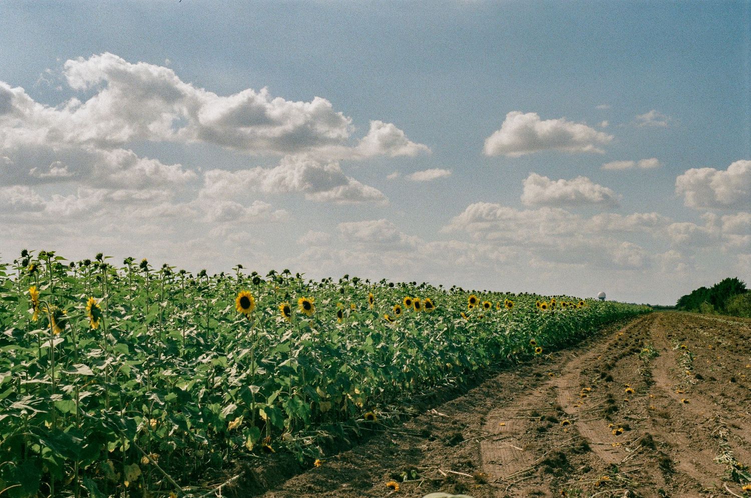 Dirt path winding through vast sunflower field under cloudy summer sky.