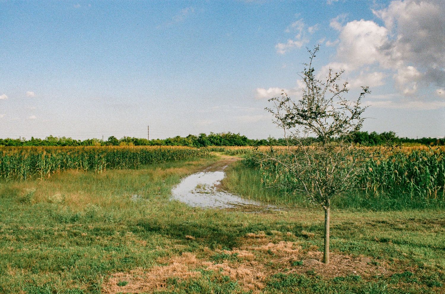 A winding dirt path curves through green farmland with a young tree in the foreground.