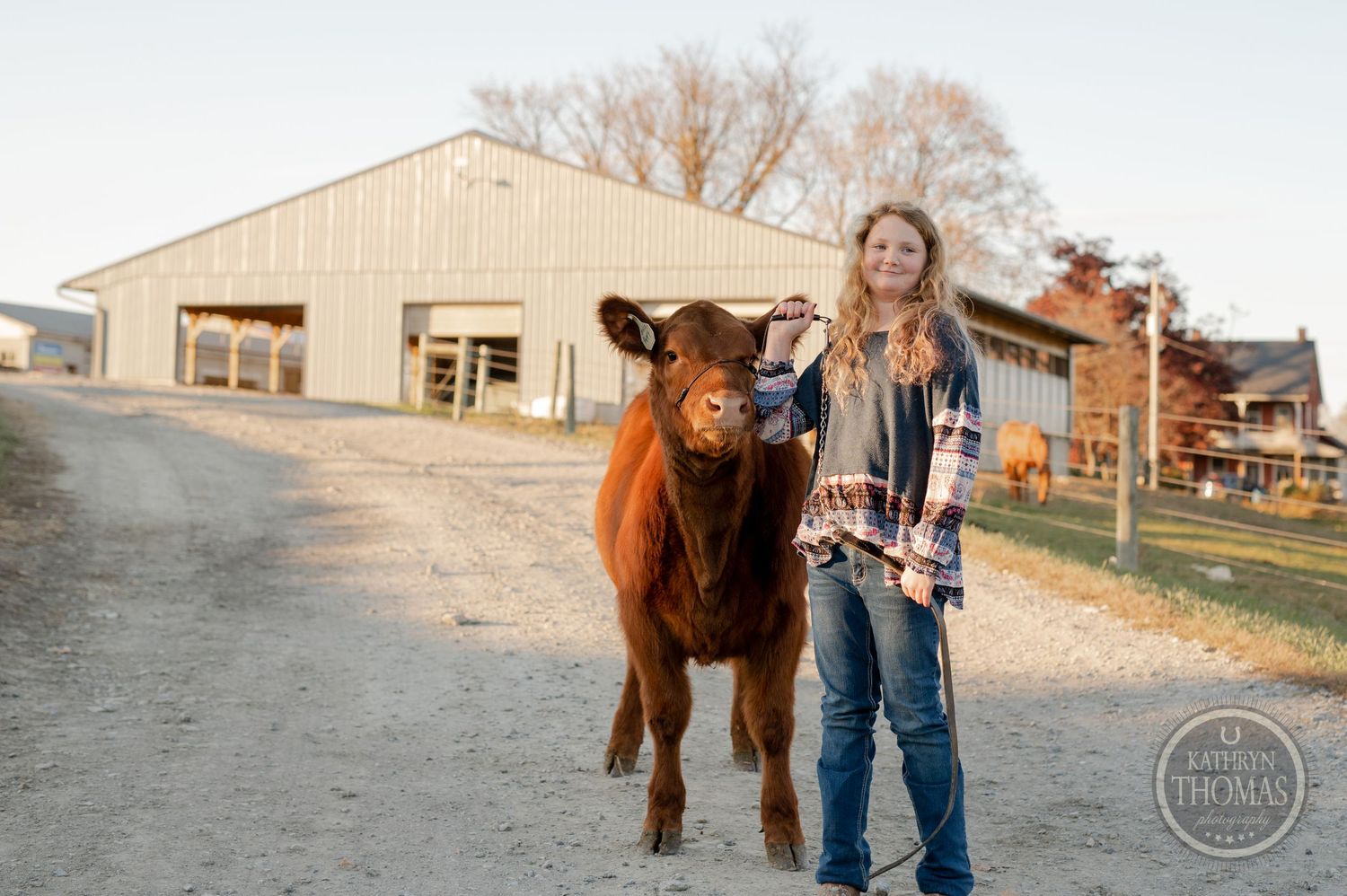 A reddish-brown calf stands next to a person in a plaid shirt on a gravel path with a barn in the background.