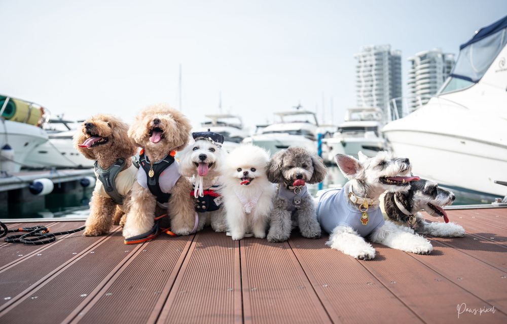 Row of small dogs in safety vests lined up on wooden dock with marina in background.