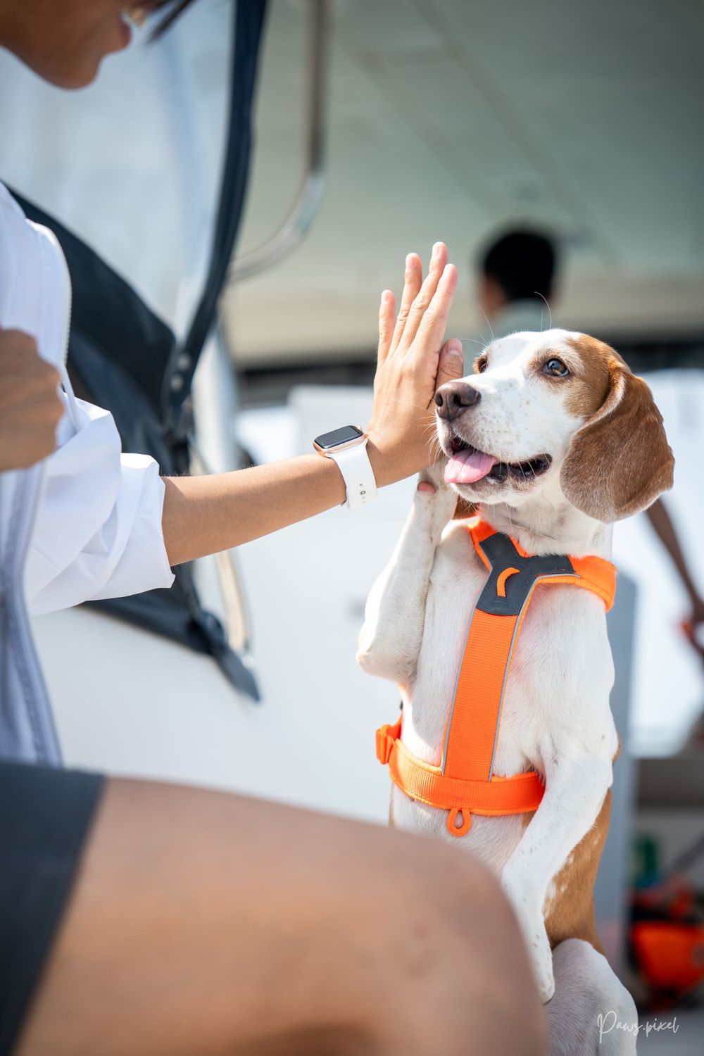 Beagle wearing orange safety vest gives high five to person on boat.