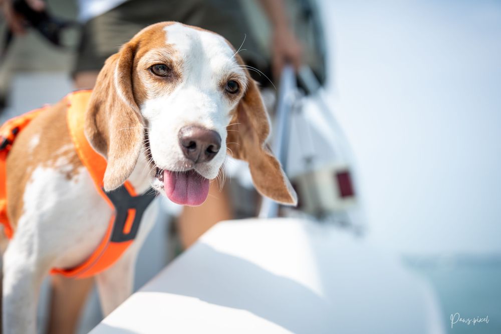Beagle dog wearing orange safety vest looks over boat railing with tongue out.