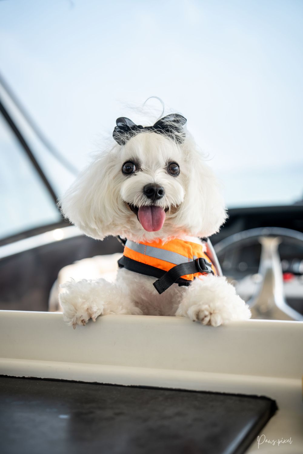 Small white Maltese dog wearing an orange safety vest sits happily in a car.