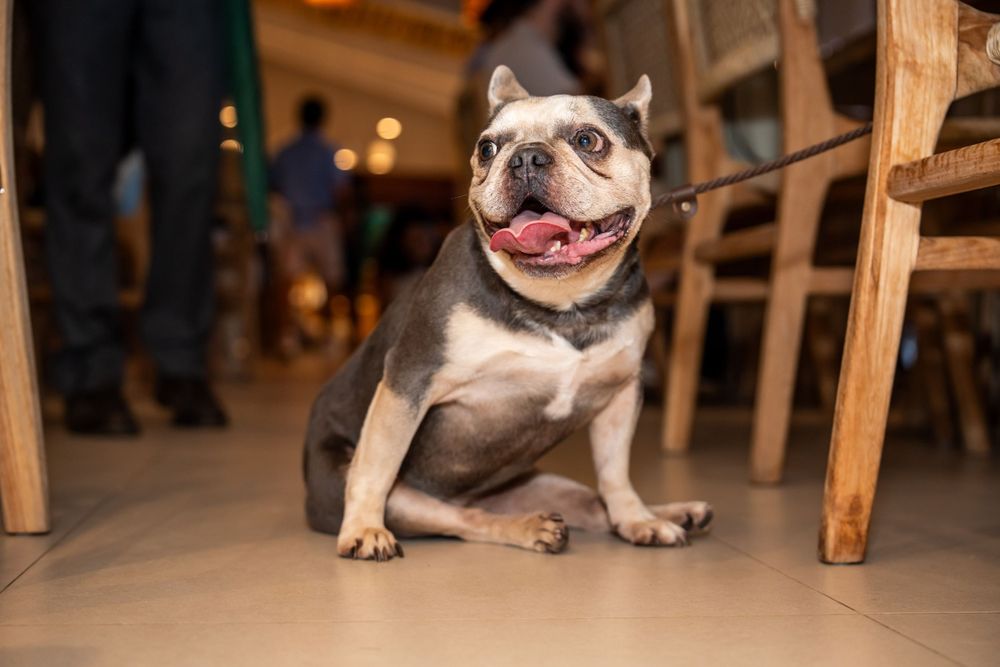 Happy Boston Terrier dog with tongue out sitting on floor by wooden chair in indoor setting.