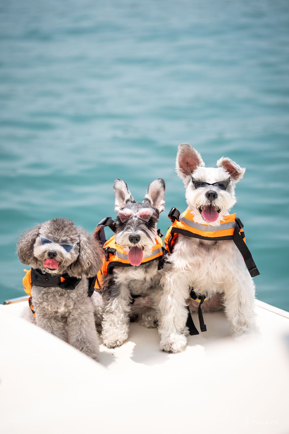 Three small dogs wearing orange life jackets pose together on white boat deck.