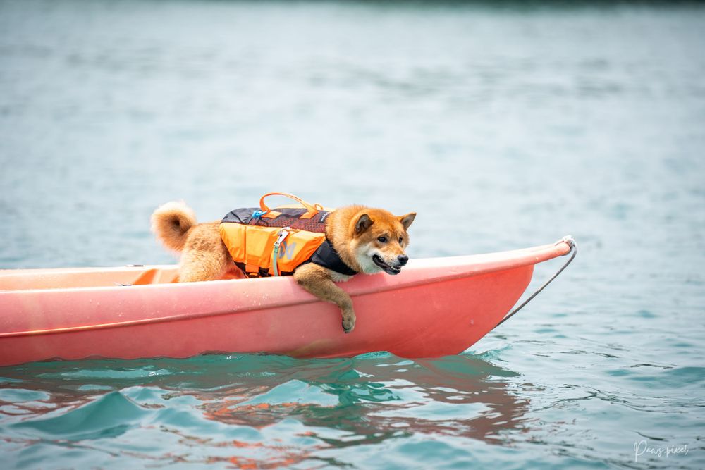Shiba Inu wearing life jacket rests on edge of red kayak.