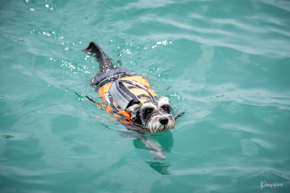 Dog wearing orange life jacket swims in turquoise water.