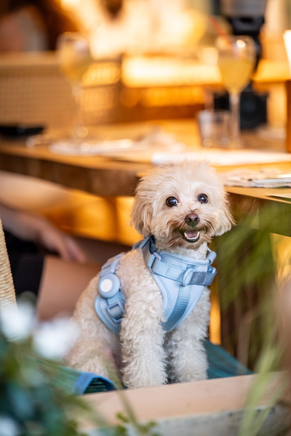 A small fluffy white dog wearing a light blue harness sits at a restaurant table with a happy expression.