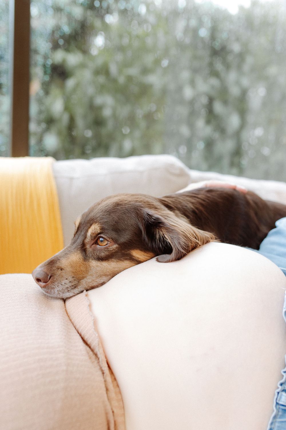 chien qui fait un calin à la future maman enceinte