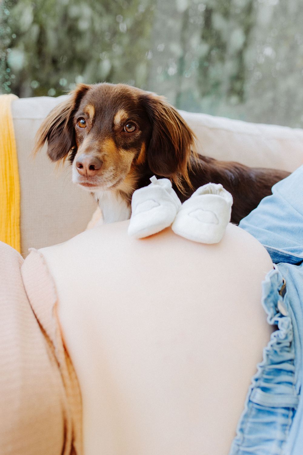 chien qui pose derrière le baby bump d'une future maman et des chaussons de bébé posés sur son ventre