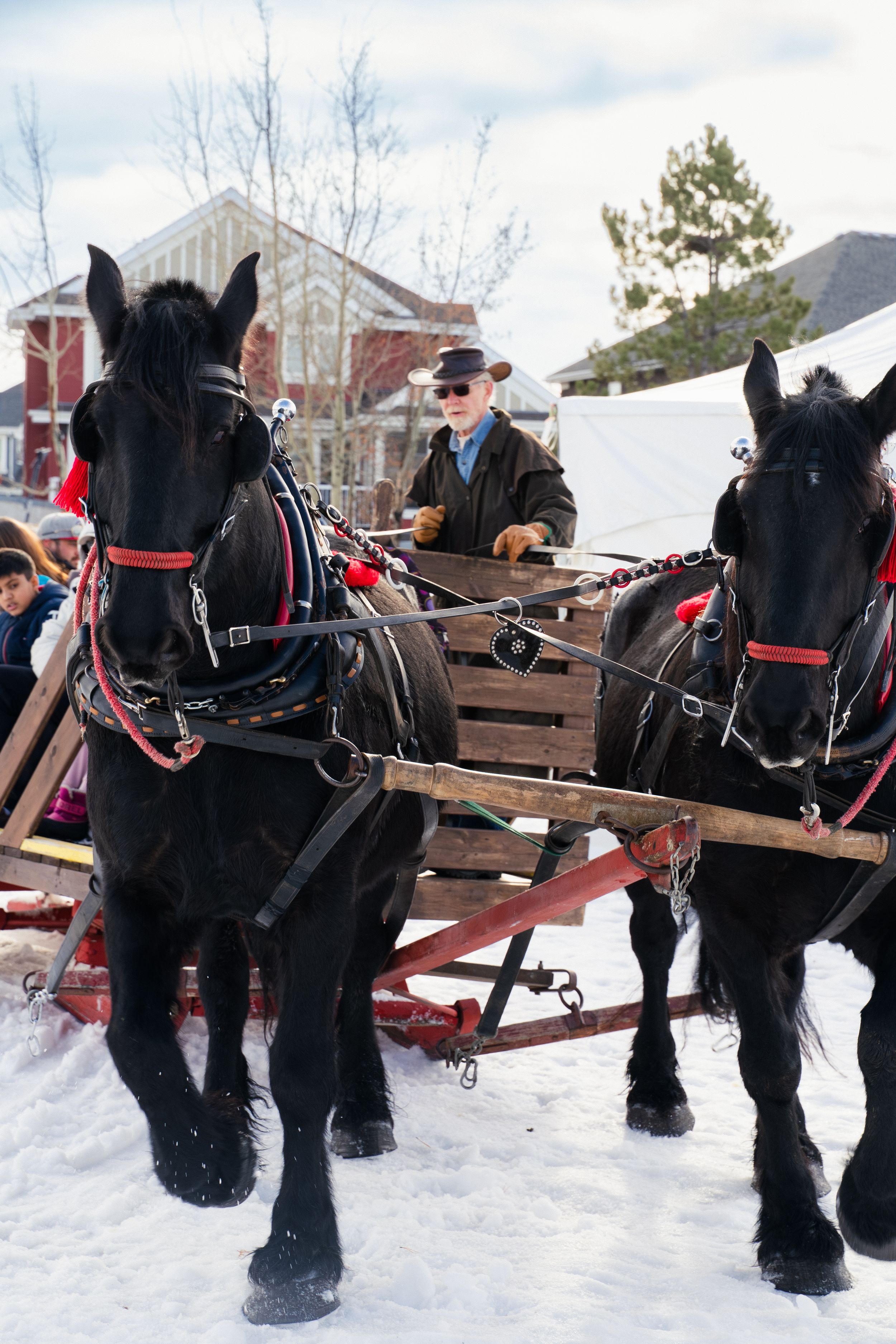 A man in a hat drives a wooden sleigh pulled by two black horses through a snowy outdoor setting.