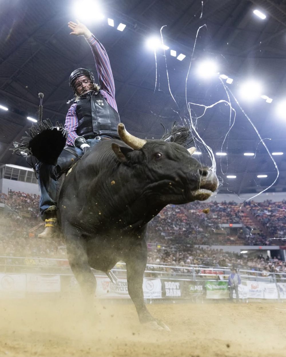 Bull rider in action during intense indoor rodeo competition. Wisconsin Pro Rodeo PRCA Rodeo Photographer Dakota Cardenas