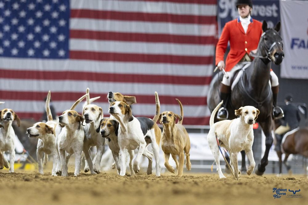 Pack of hunting dogs running across a field with American flag in background. Wisconsin Pro Rodeo PRCA Rodeo Photographer Dakota Cardenas