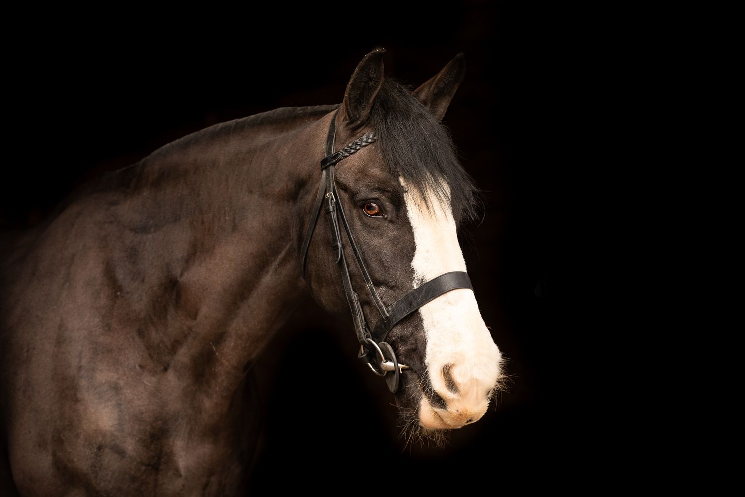 A beautiful black and white paint horse stands with a person on a sunny autumn day outdoors.