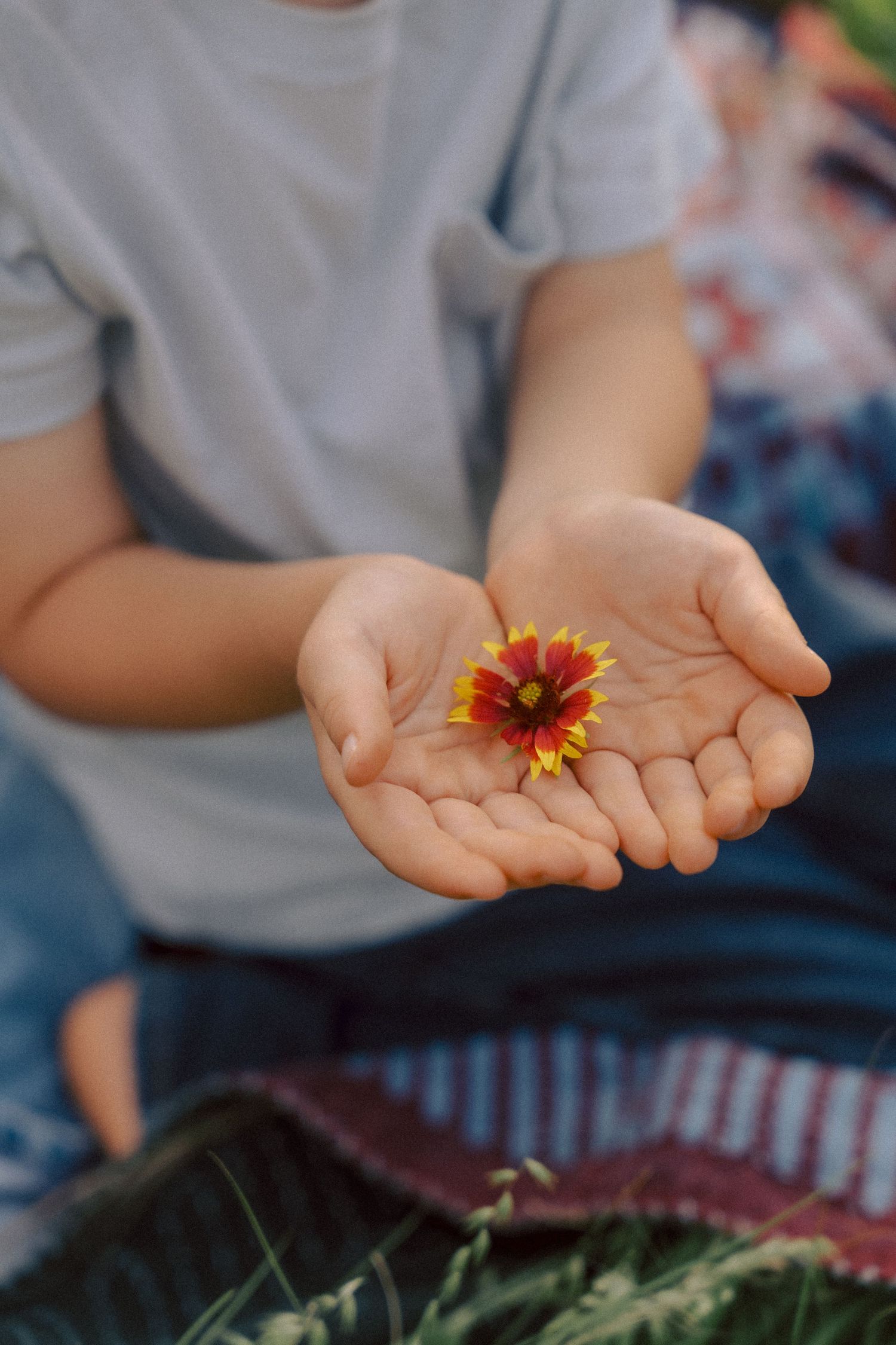 Small red and yellow flower held gently in cupped hands over a striped blanket in sunlight.