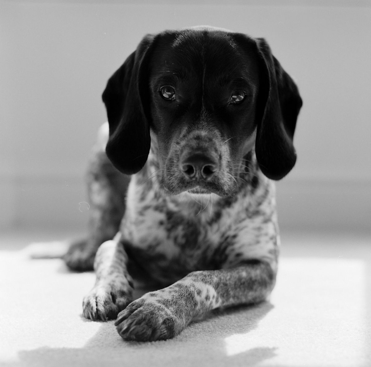 German Pointer photographed in black and white captured during photo shoot Derby