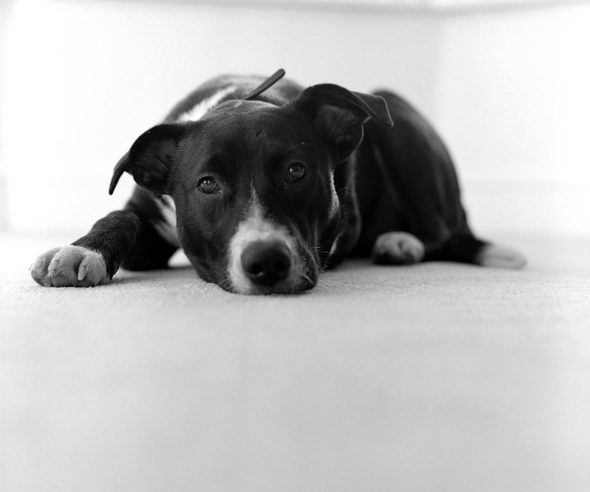 Rescue dog photographed in black and white