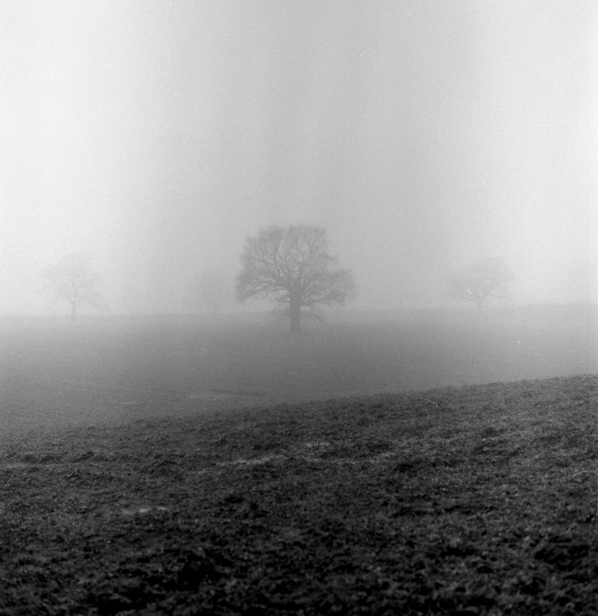 Tree in the mist photographed in black and white