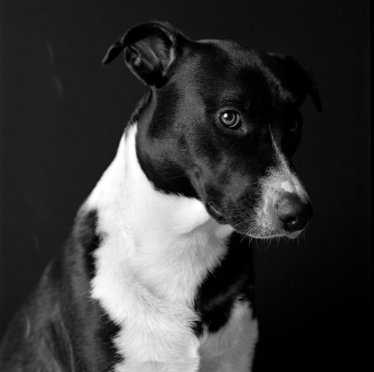 Dog studio portrait photograph in black and white captured during a studio photo shoot Derby