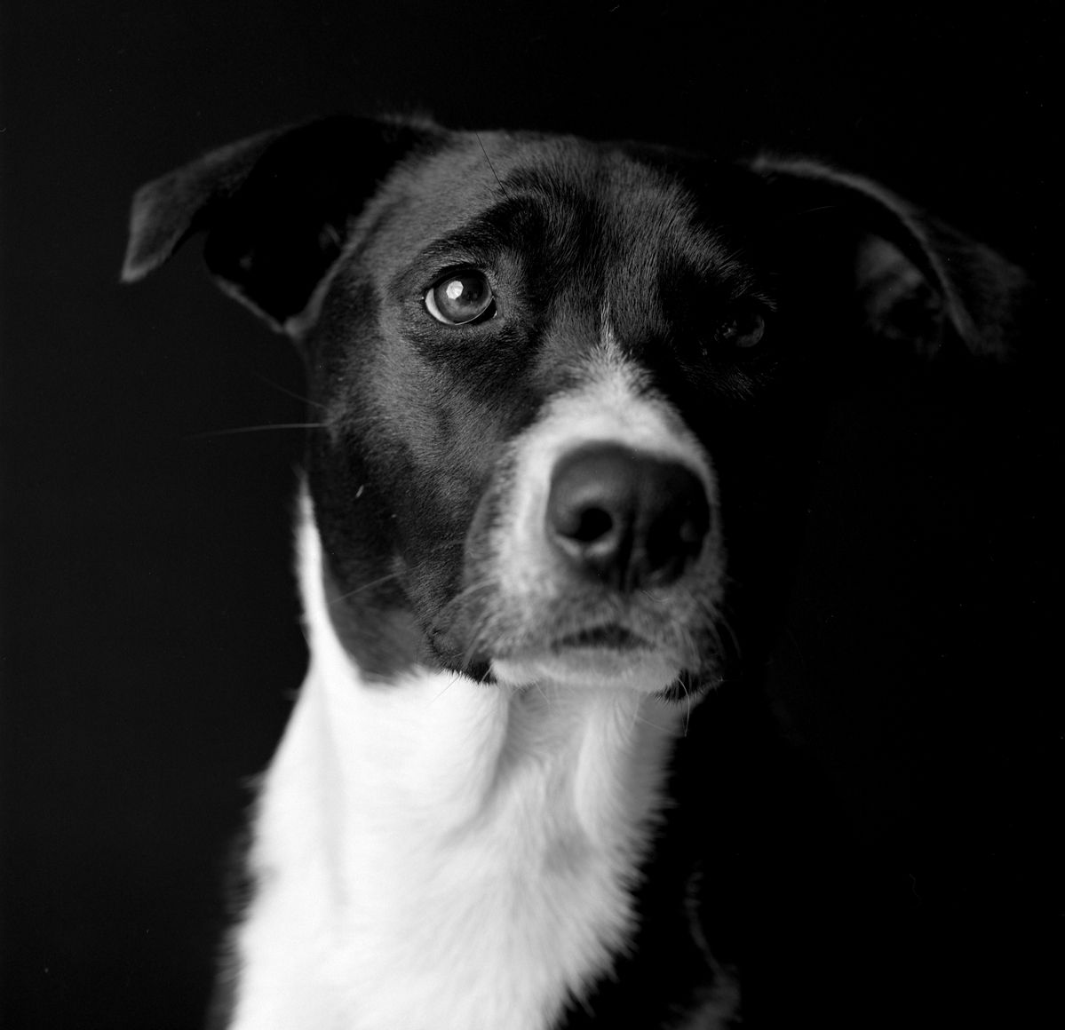 Dog studio portrait photograph in black and white captured during a studio photo shoot Derby