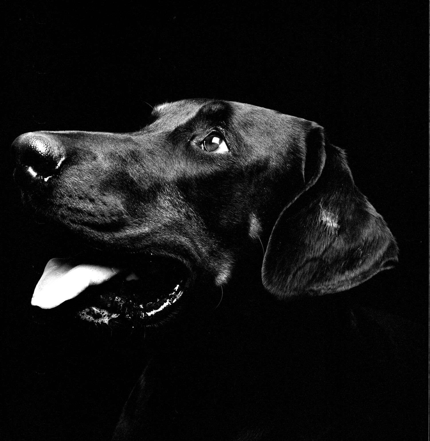 Doberman portrait photograph in black and white