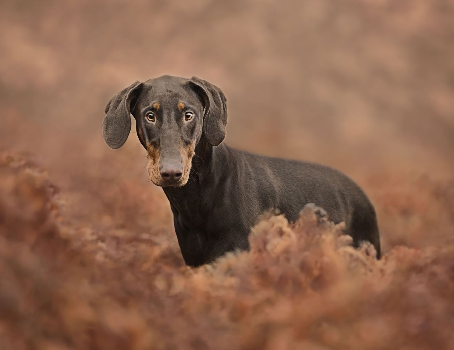 A black dachshund dog looking alert while sitting in brown autumn ferns.