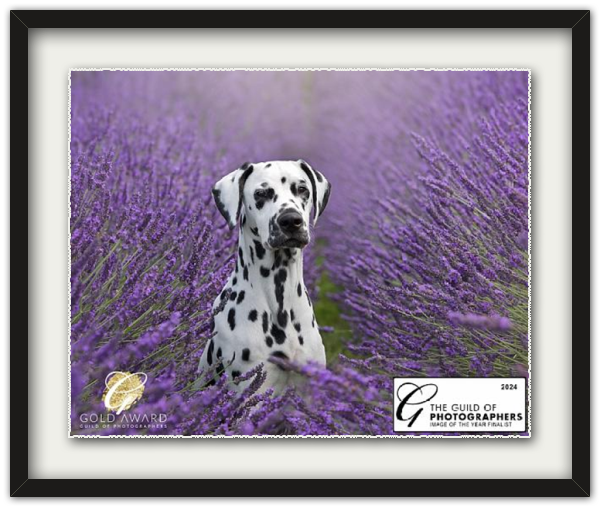 Dalmatian dog resting among blooming lavender flowers.