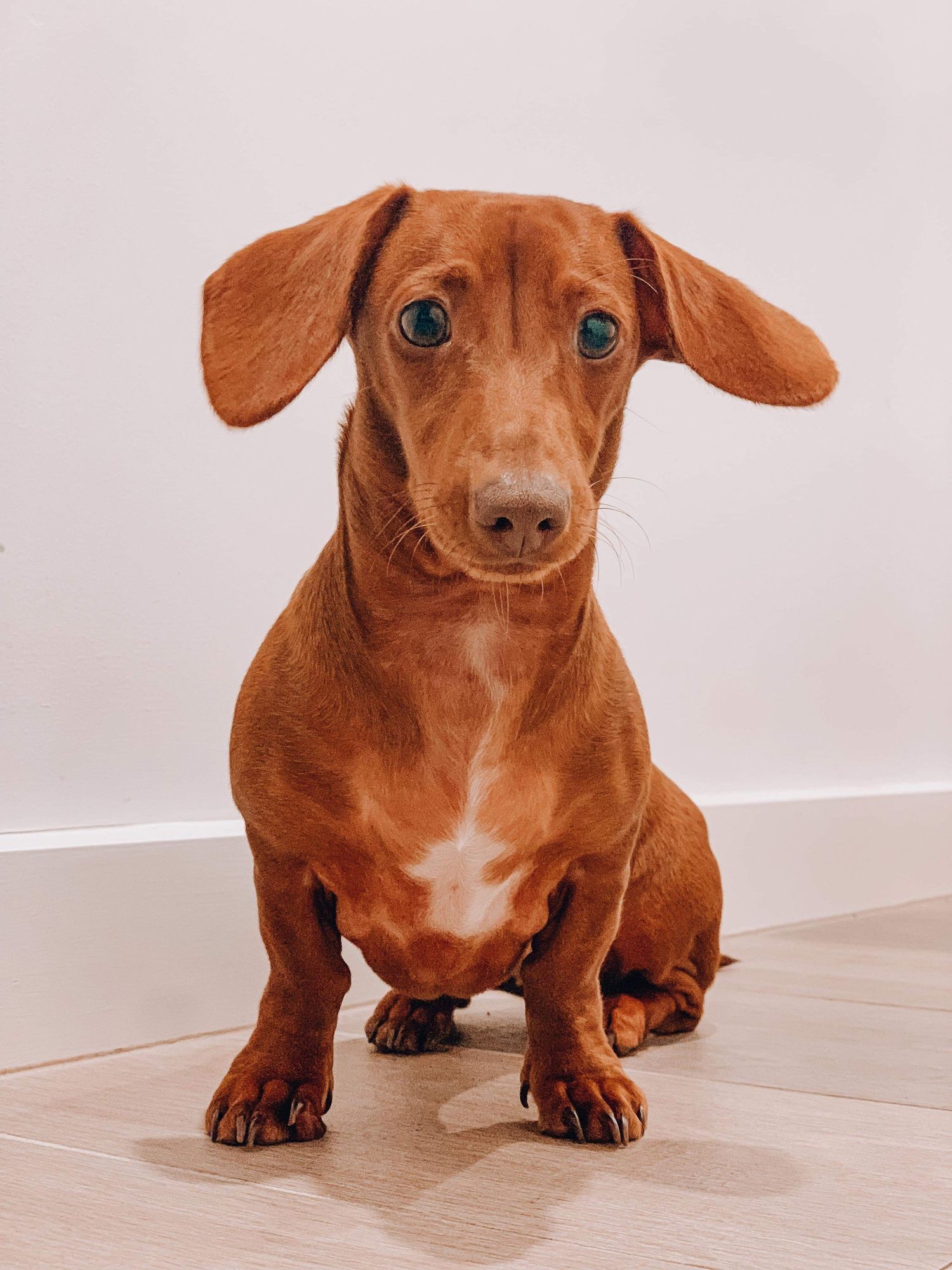 Brown dachshund sitting attentively on hardwood floor against white background.
