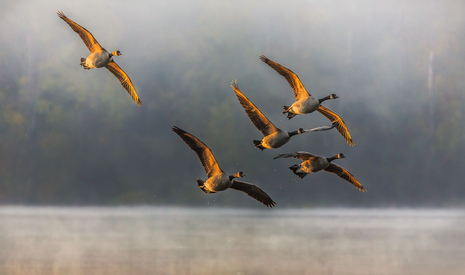 Canada Goose, Deer Lake, Burnaby, British Columbia