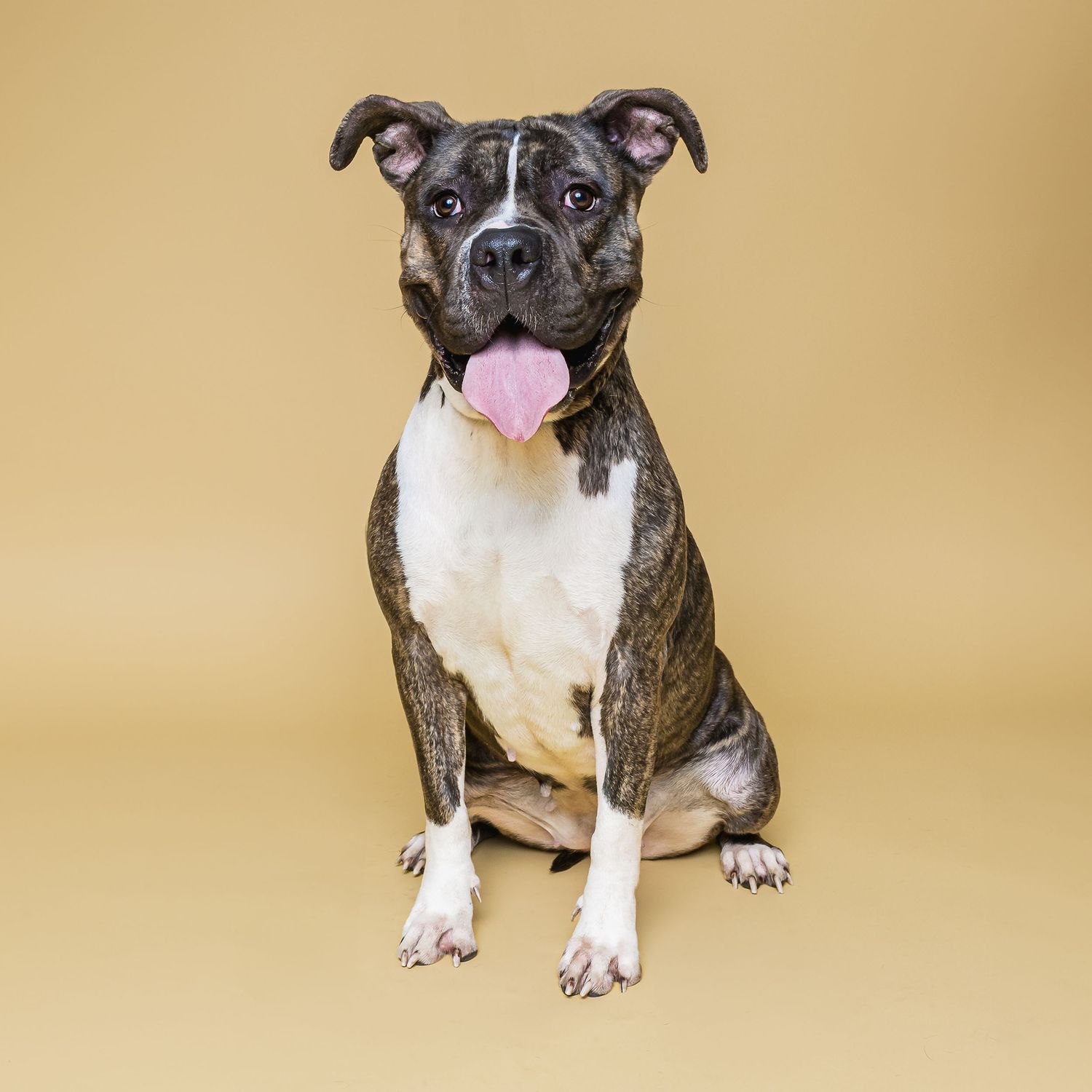 A brown and white pit bull terrier sits alert with tongue out against a tan studio backdrop.