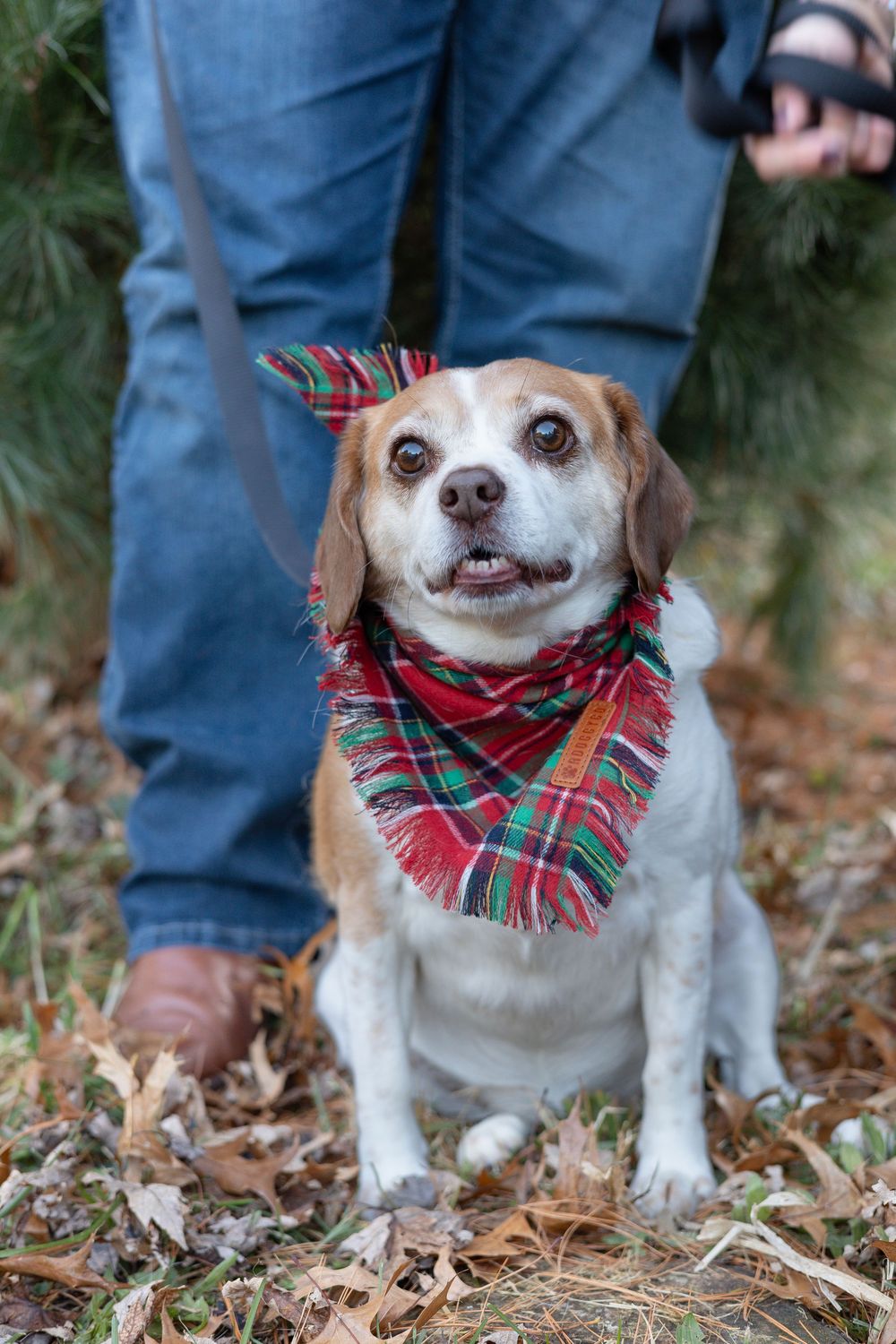 Springfield, IL Photographer captures a dog sitting in front of their owner during a family session in Central, IL.