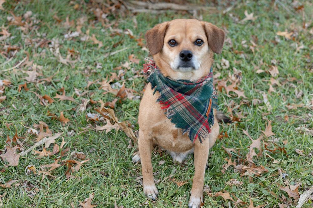 Springfield, IL Photographer captures a dog sitting and looking at the camera during a family session in Central, IL.